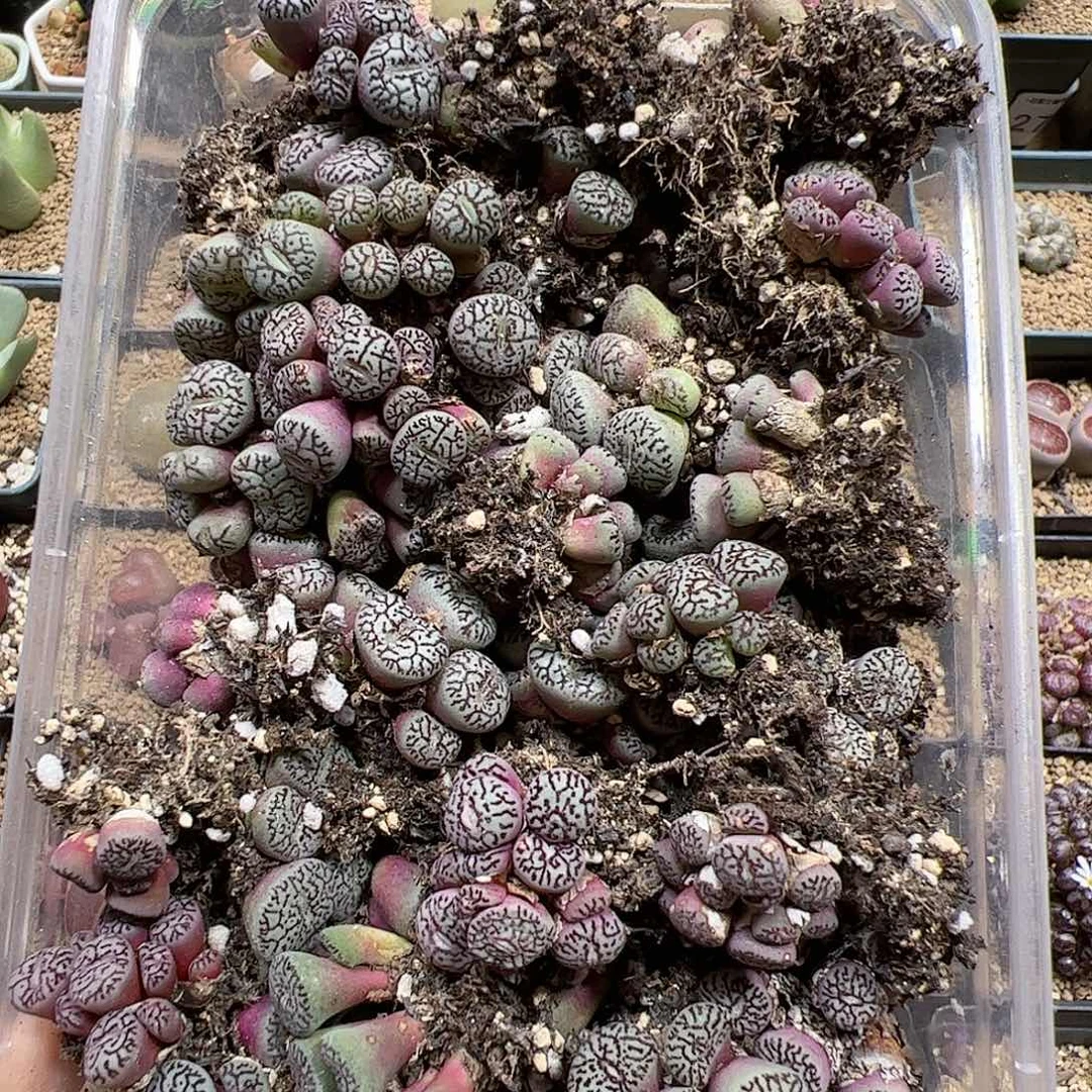 【闪购商品】115 超墨 好 一盒