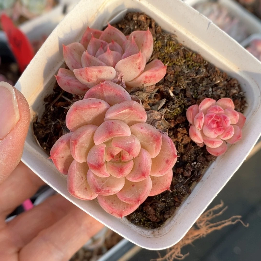 精品多肉一物一拍40