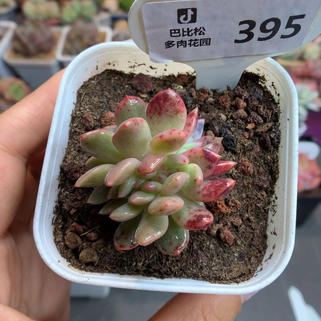 395血斑梦露缀化多肉植物