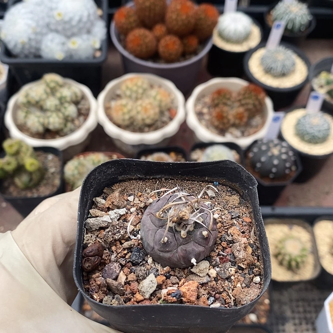 冬云娇丽球属，实生