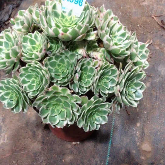 半***过无花朵096号法师多肉植物