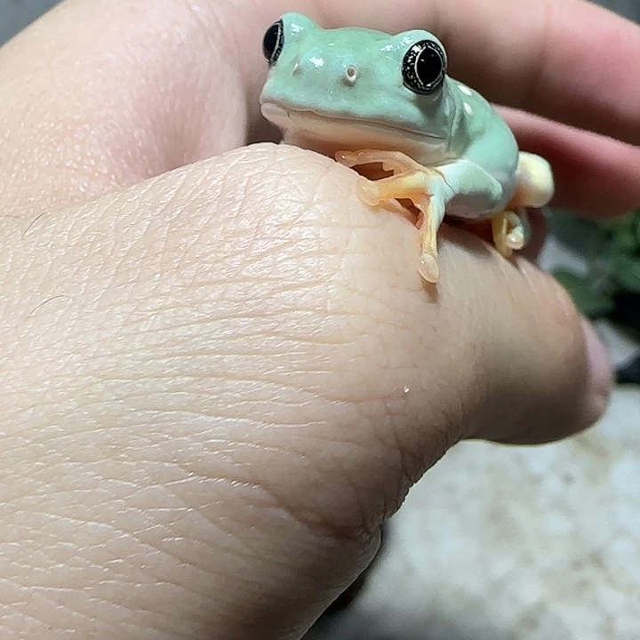 老爷树蛙9 星星眼墨西哥叶蛙