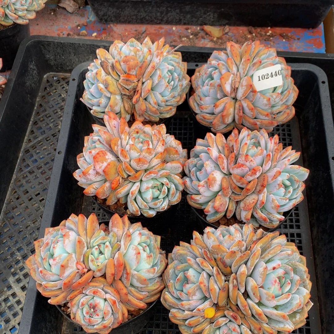 102440六个嗯嗯嗯嗯嗯嗯好