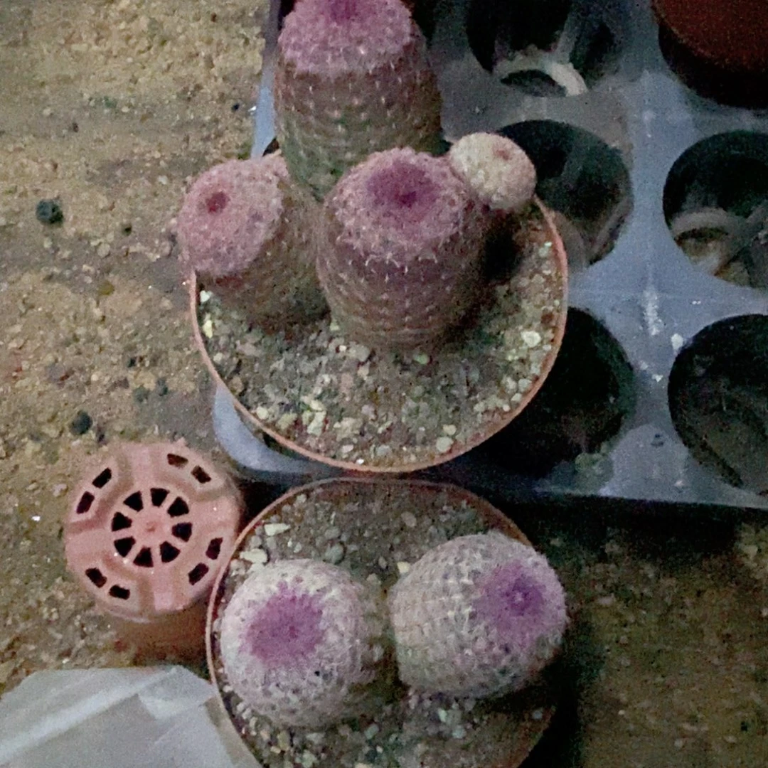 仙人球红太阳两盆30