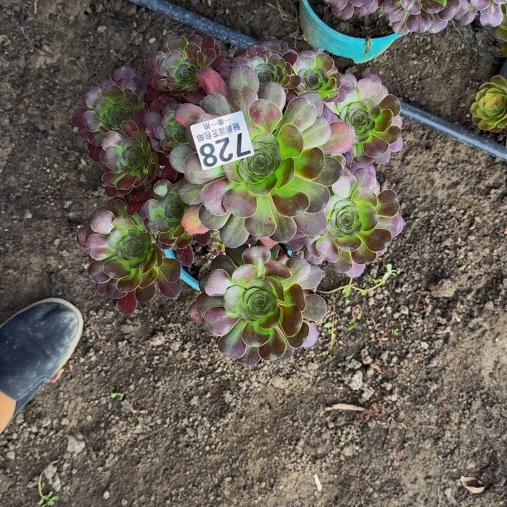 花蝴蝶花30-36包邮花花