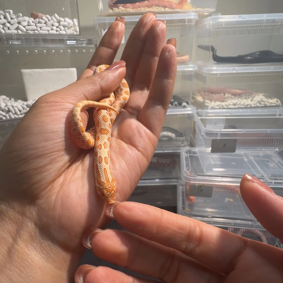 雨林蝎精品猪鼻蛇