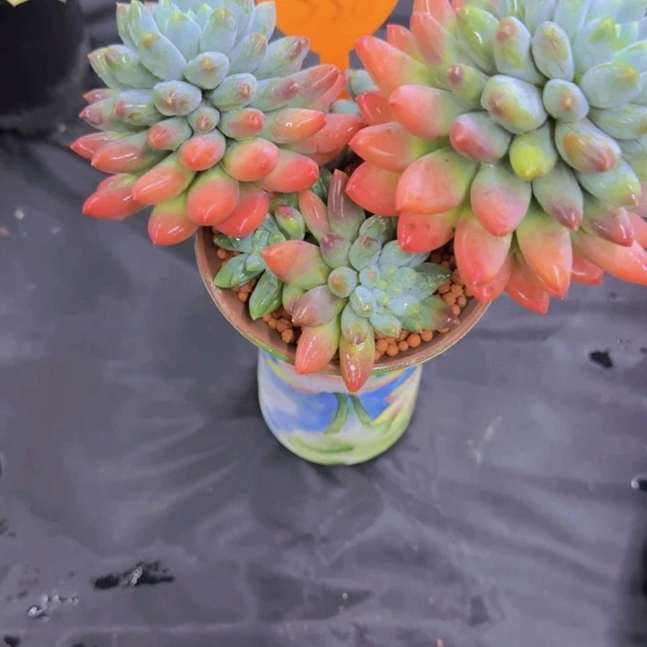 恩***宝358多肉植物一物一拍
