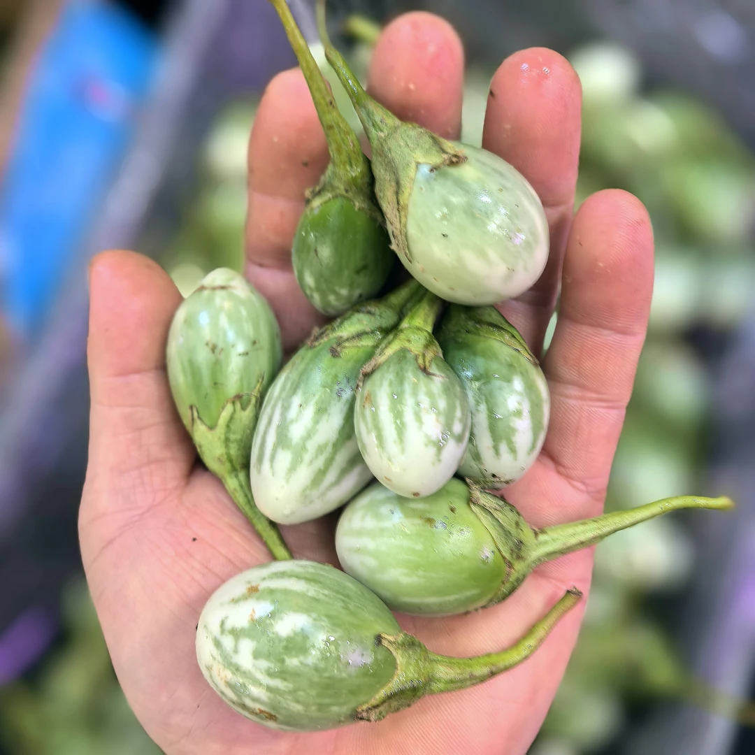 （空运）云南泰式圆茄绿脆茄咖喱茄子沙拉配料可生吃新鲜现摘