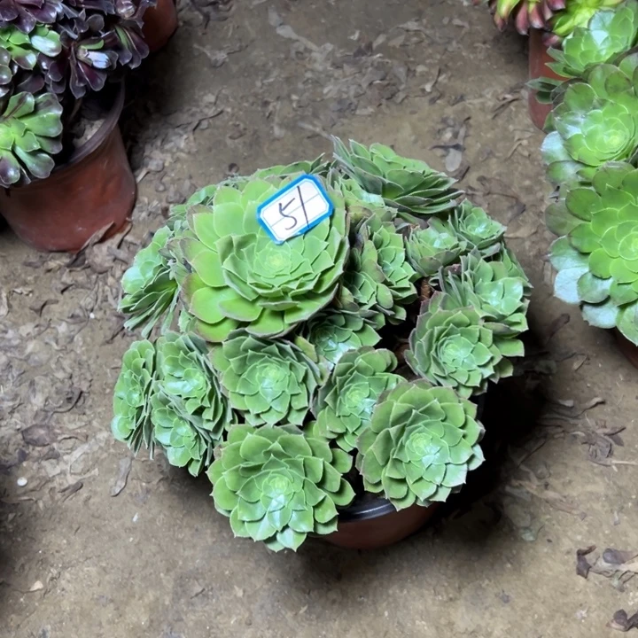 多肉植物圣君兰法师51