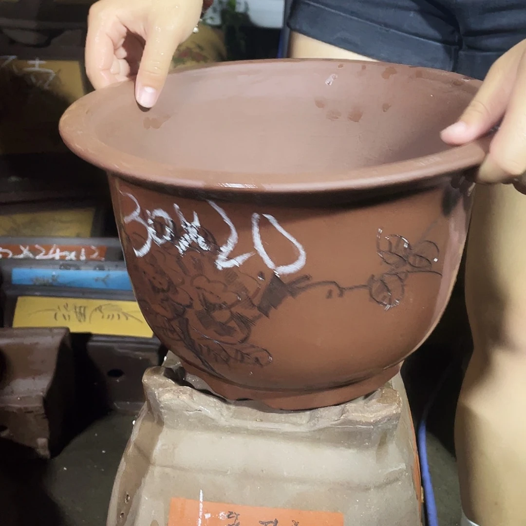 30平角金钟花盆花盆×5