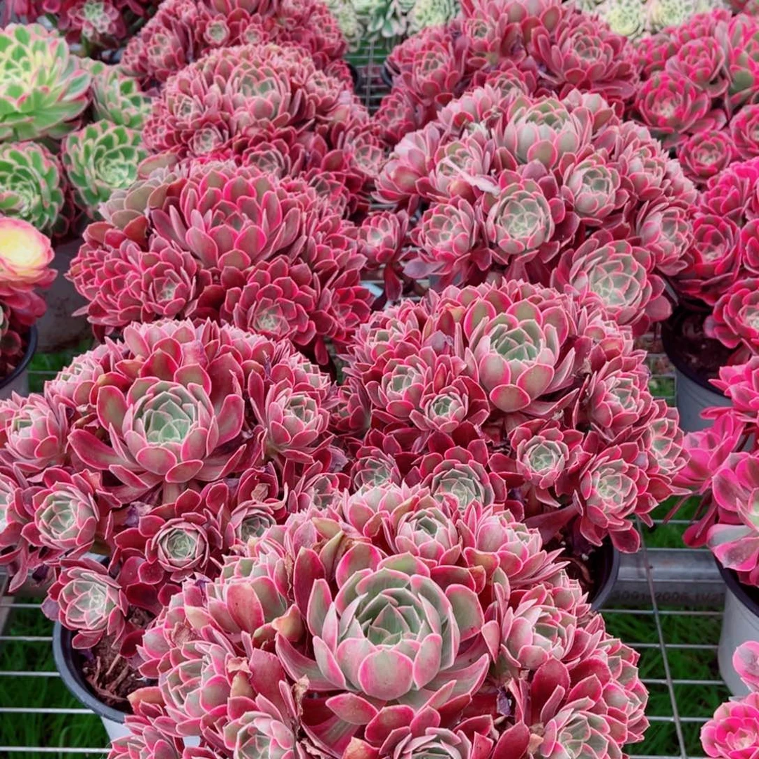 模特浣纱老桩量拍多肉法师一个