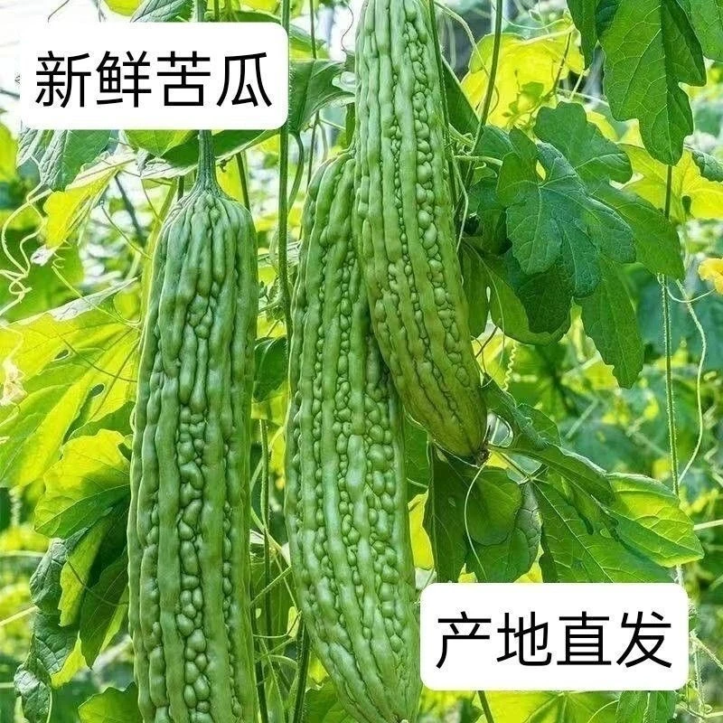 露天阳光菜苦瓜农家自种赶集直拍现发新鲜脆嫩清苦白苦瓜青苦瓜