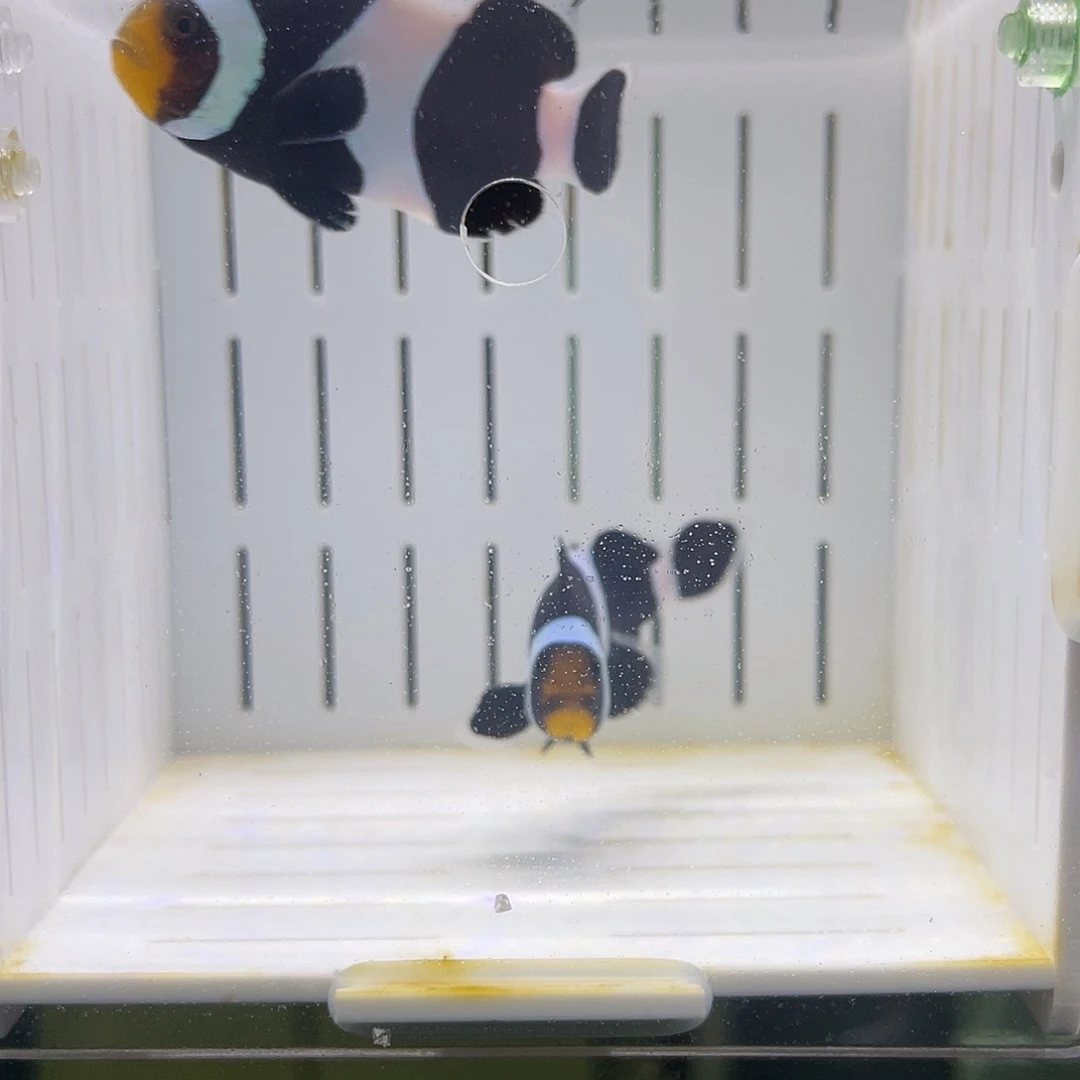 海水鱼澳黑小丑鱼