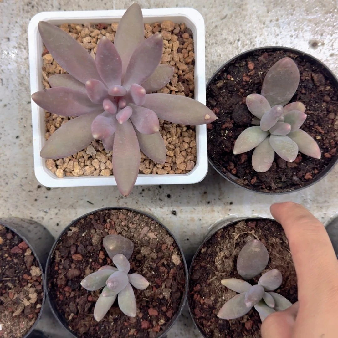 粒子星球 叶插 一物一拍