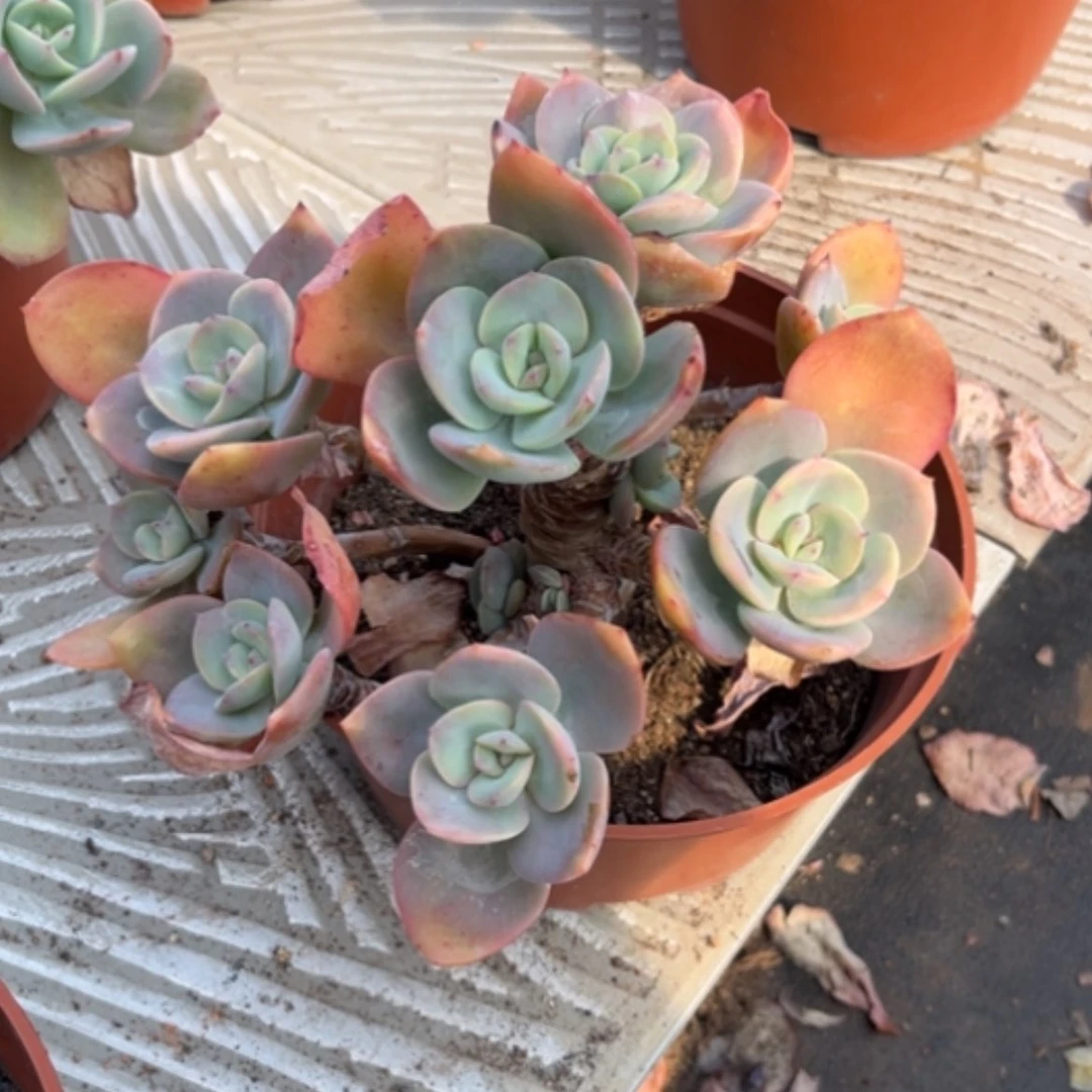 【闪购商品】浅**然白凤