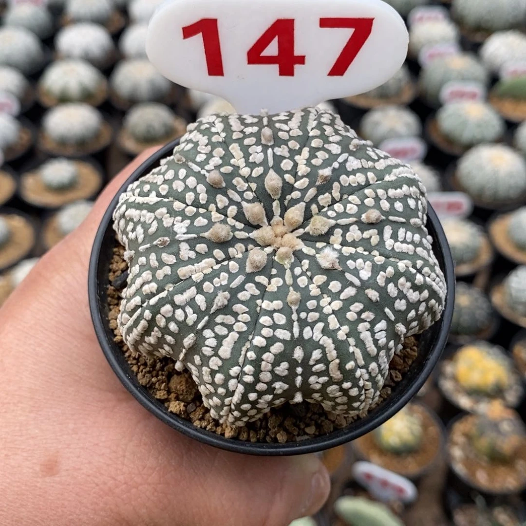 147扁体浓白连线海星