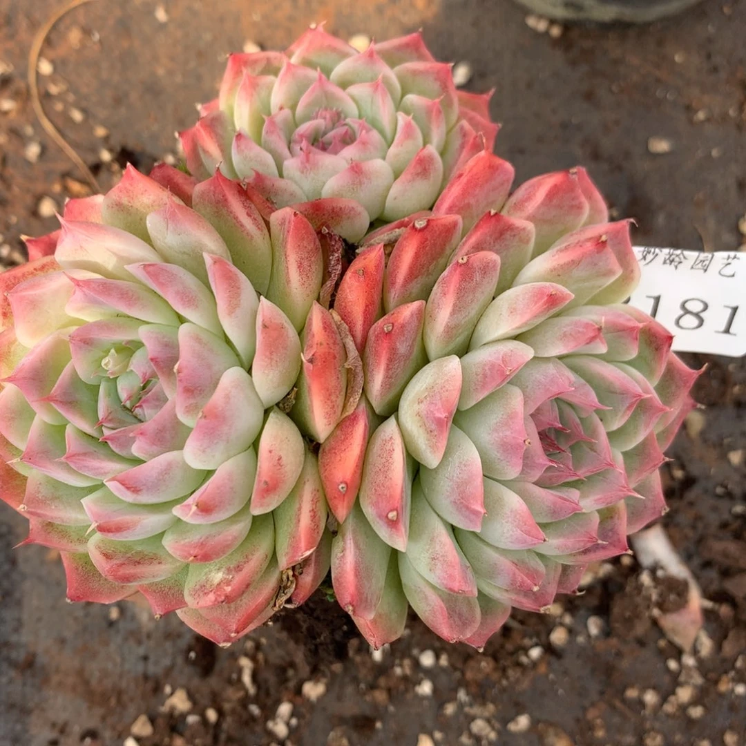 2181杂交精品基地12厘米