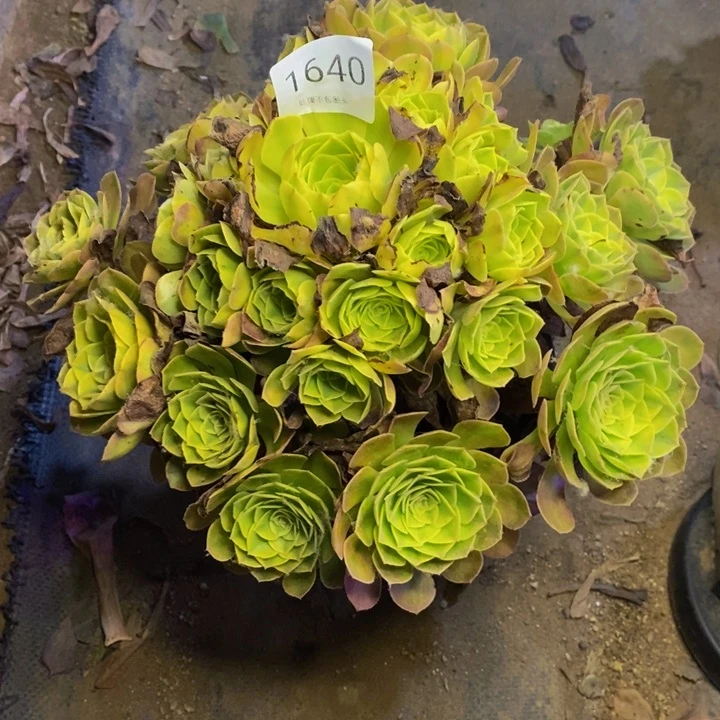 雨荷多肉断头不包1640