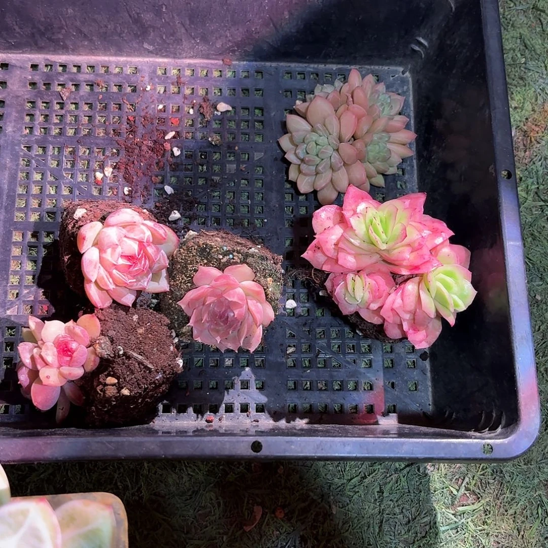 5颗多肉多肉多肉多肉