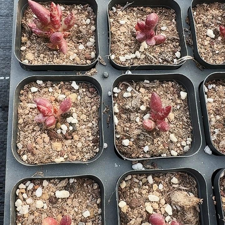 多肉植物满20包邮