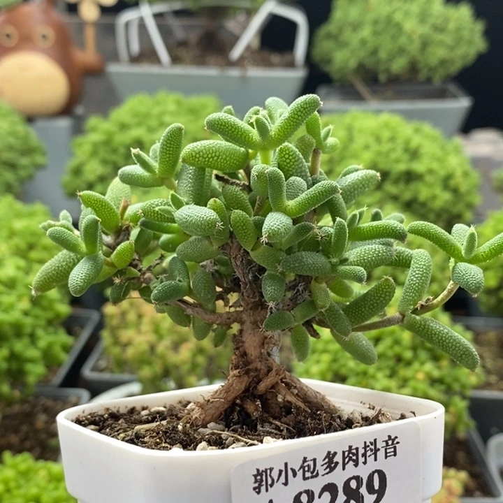 实生玉米8289枝干番杏