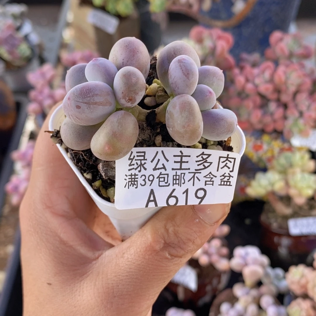 糖豆奶5vm619多肉植物