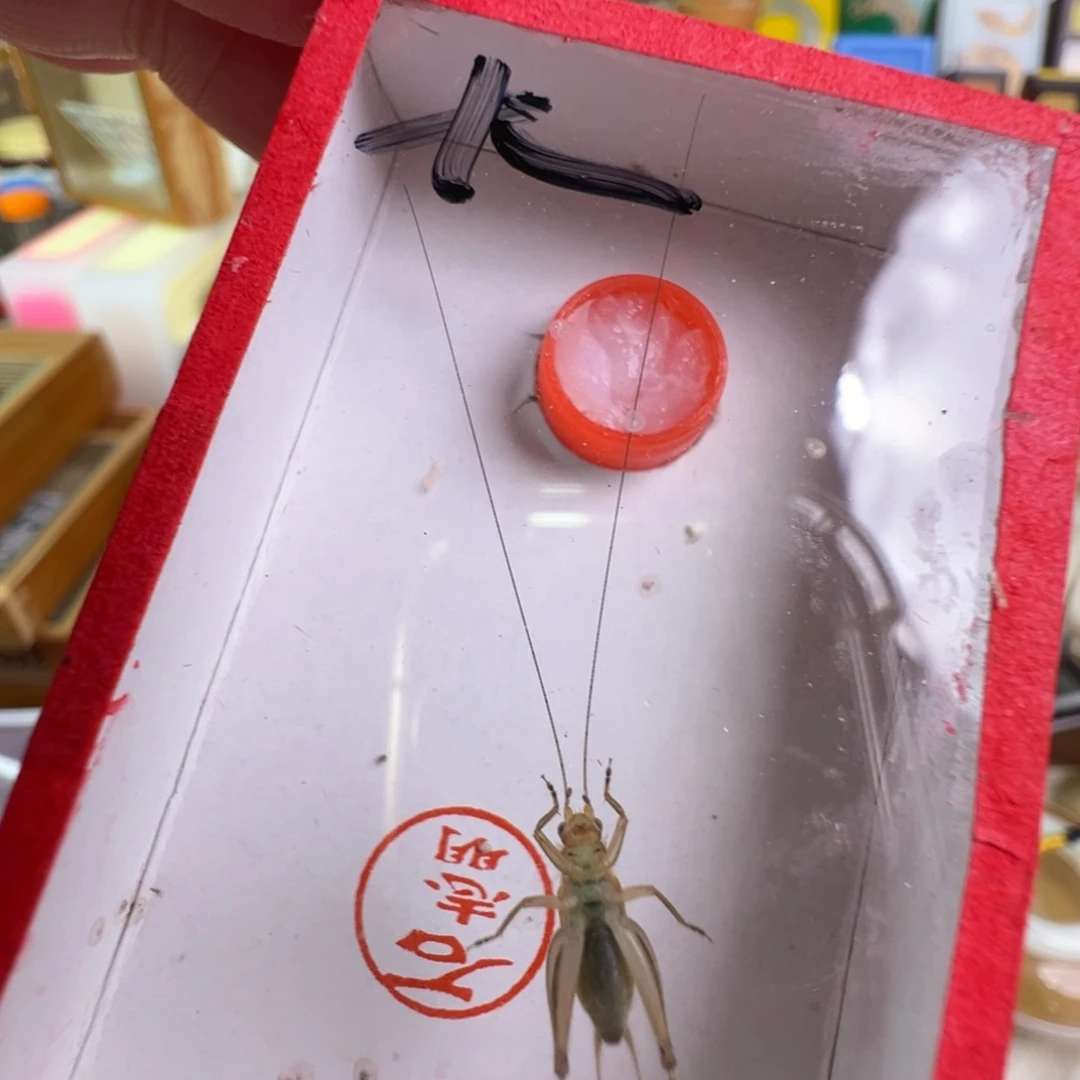 大个大黄蛉一只合适