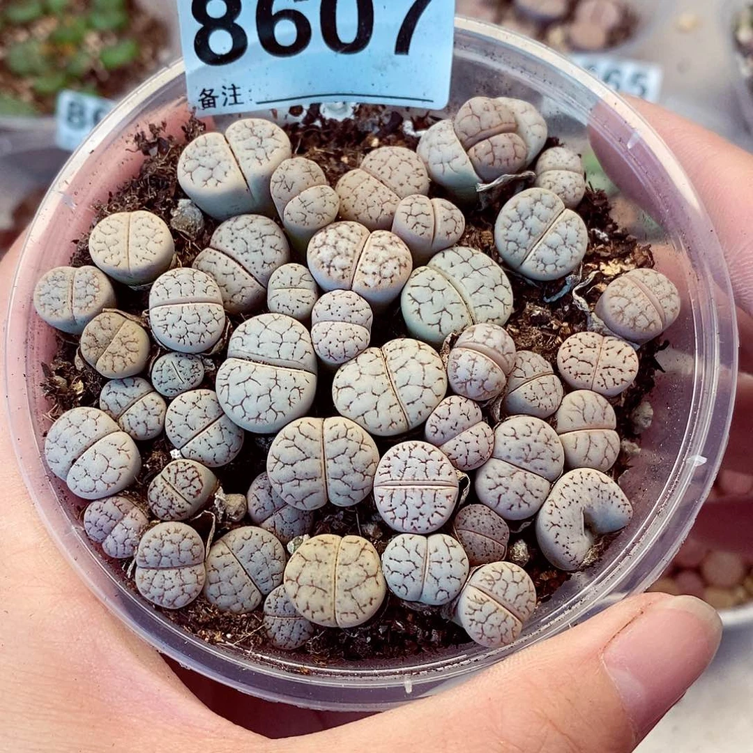 8607啊来咯荒混吧