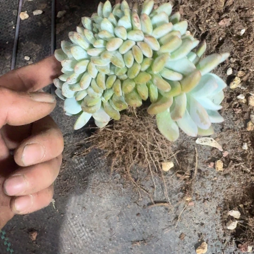 尘***瑰星影树缀无砍多肉