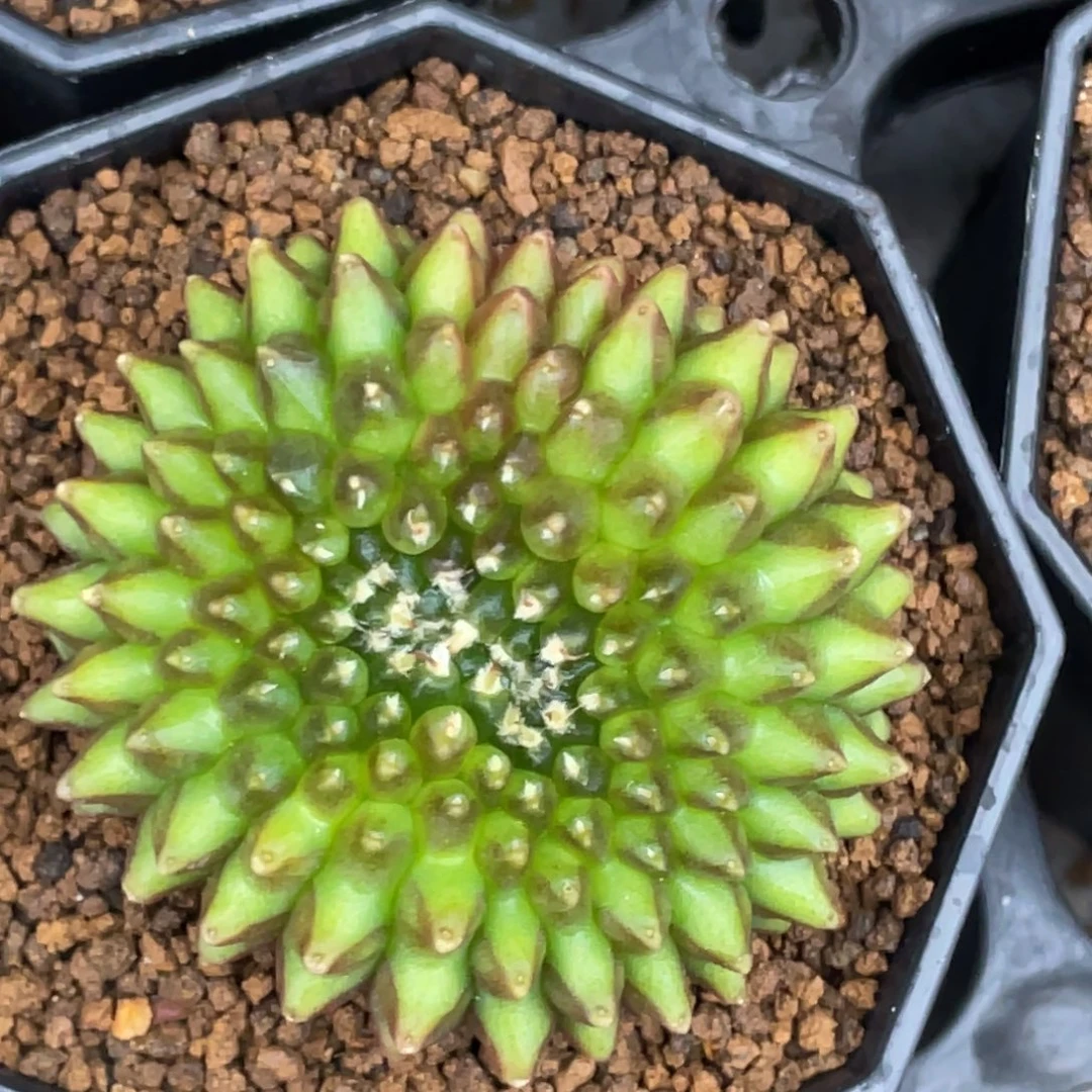 当前无花朵，栽培后可花朵貘缀