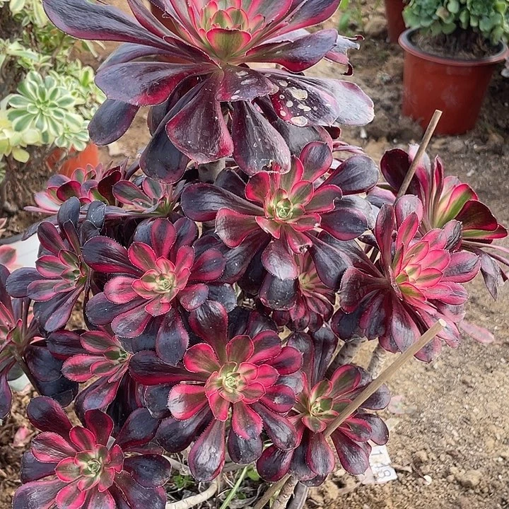 687香奶奶多肉植物