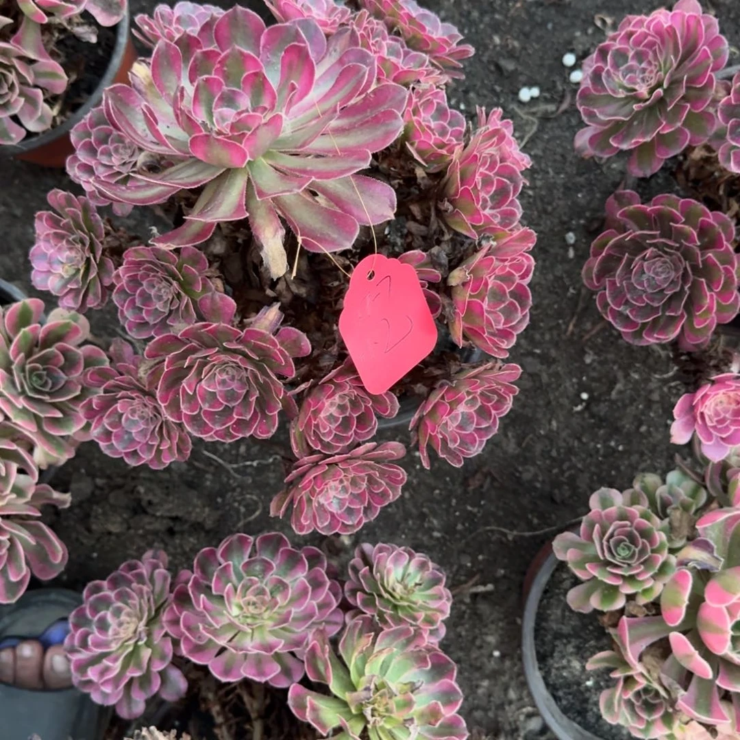 忆***法师霁月发货19-7