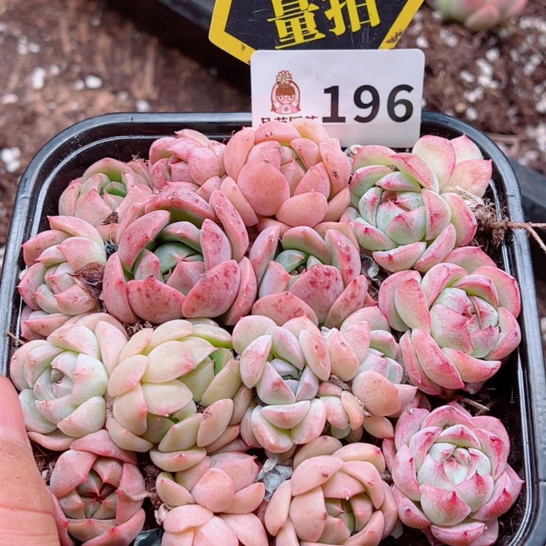 多肉植多肉植物的
