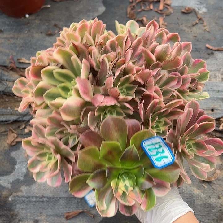 不周正女妖1236号