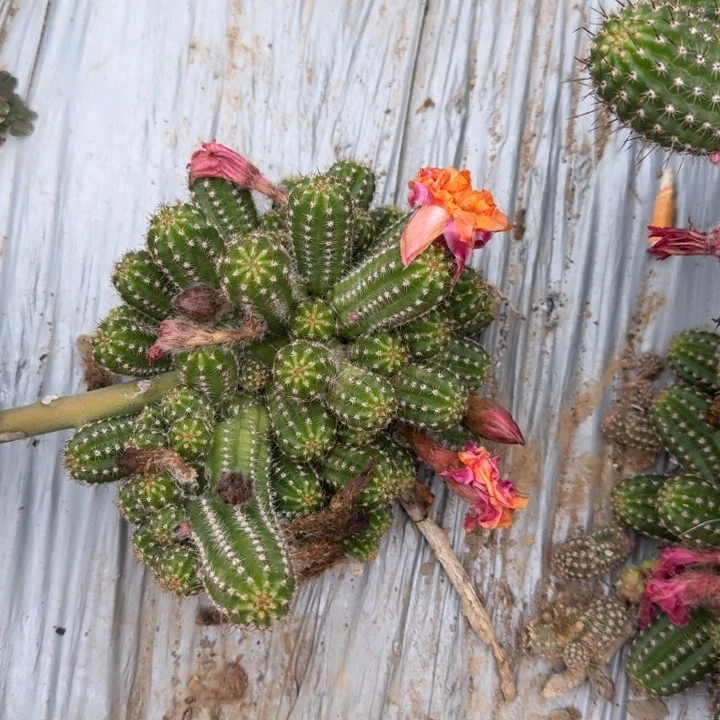 白檀仙人掌976白檀451