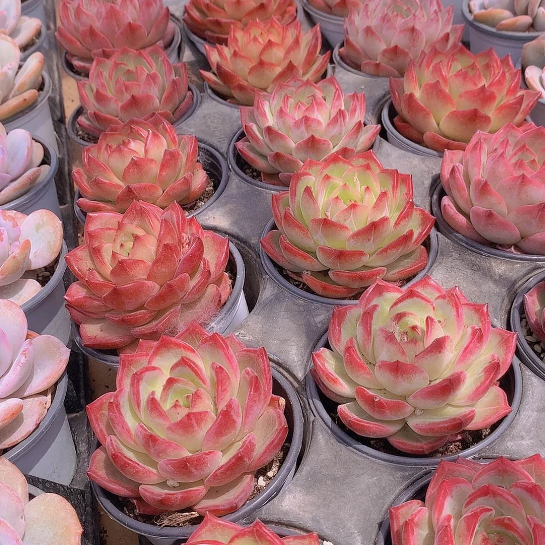 夜魔侠大号24579990000