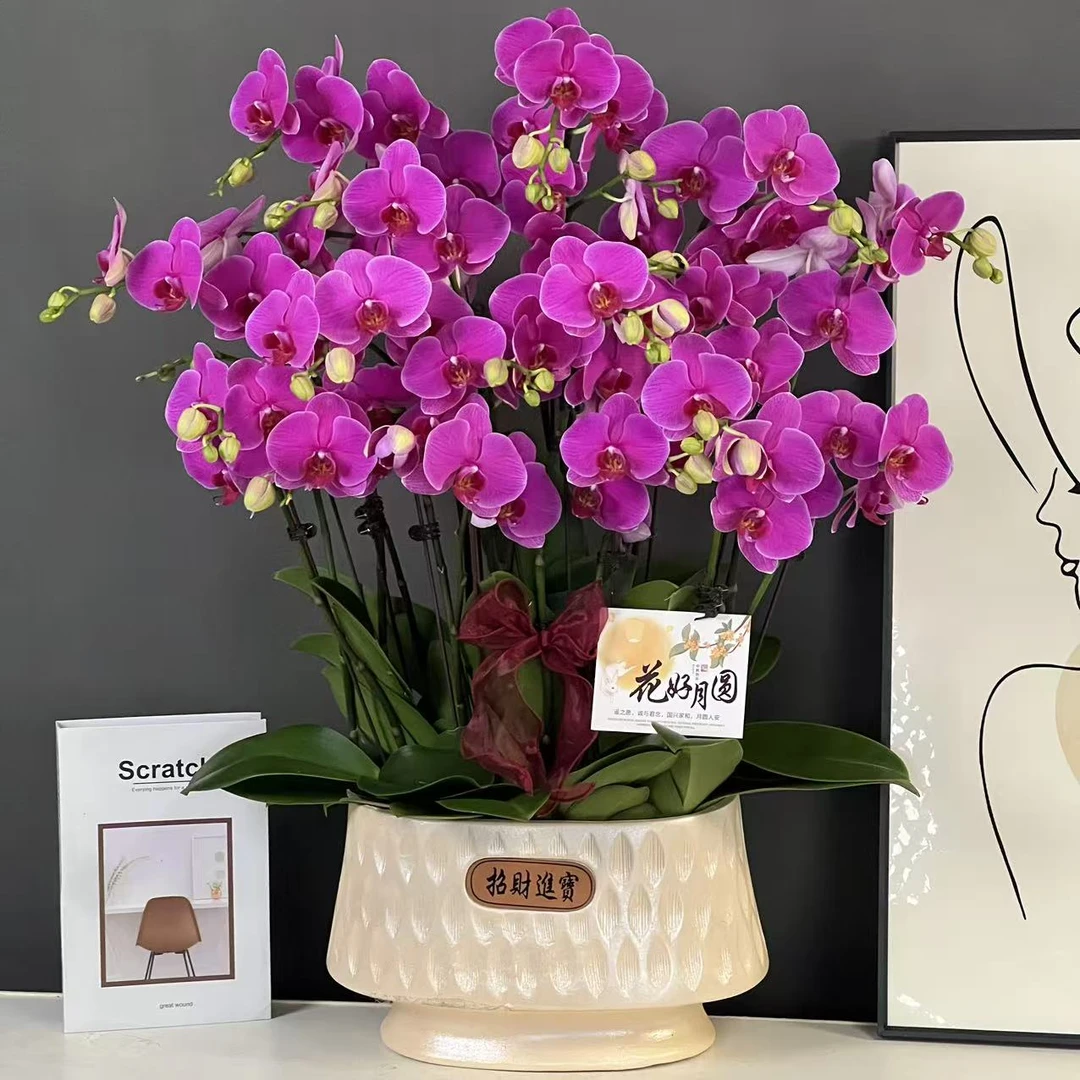 多彩优选（恭喜发财）事业红火兴旺好养蝴蝶兰鲜花室内送礼高端花卉