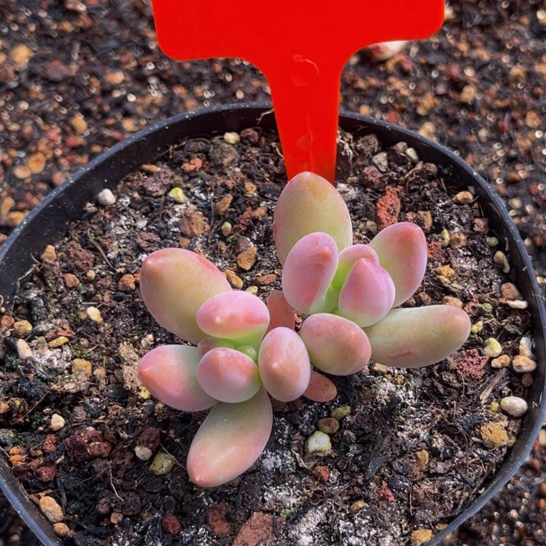 2305号上午多肉植物群生多肉