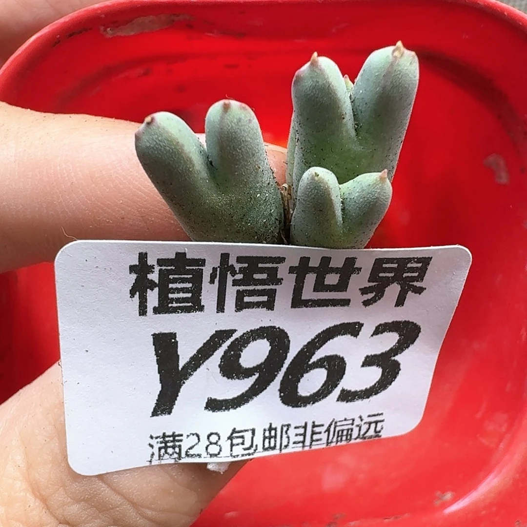 多肉植物的润泽地fg