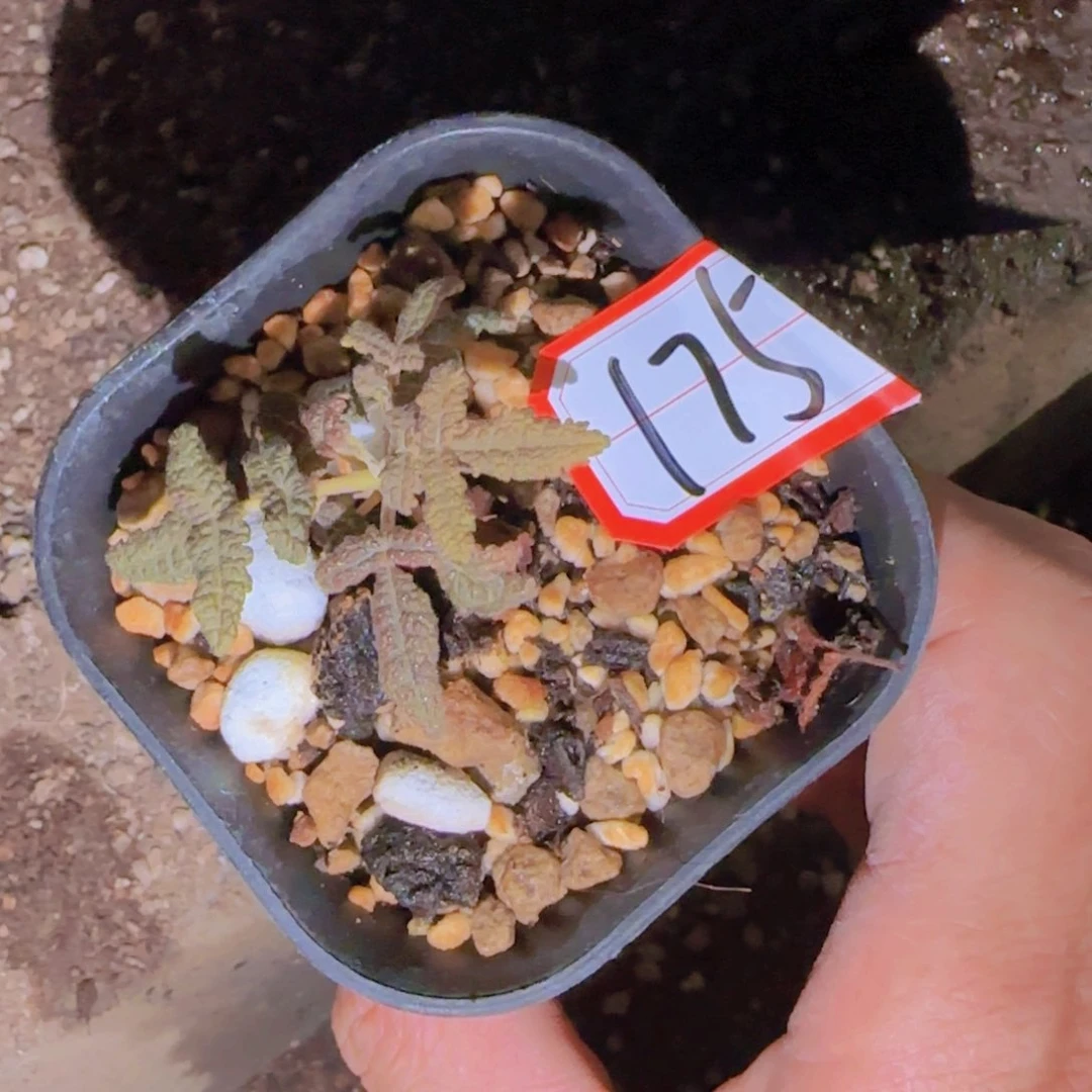 G***块根植物块根植物