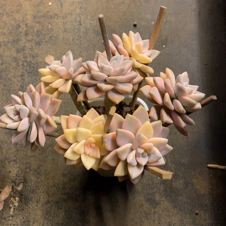 甘***甜多肉植物一物一拍