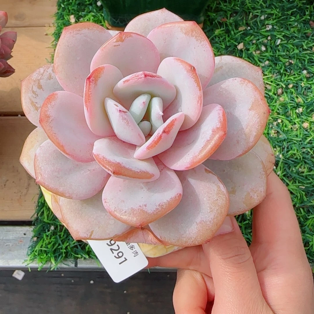 粗桩韩版奶茶，9291多肉植物