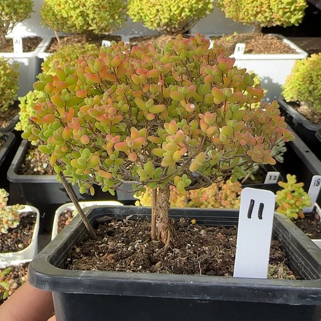 蜜橘糖球一物一拍