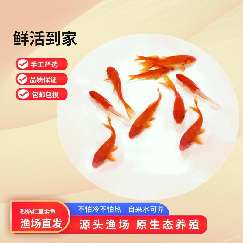 草金鱼大活鱼大红草金长尾短尾草金好养耐活小金鱼活体金鱼观赏鱼