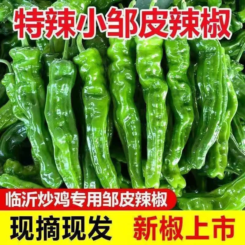 【现摘现发】特辣小皱皮辣椒新鲜辣椒薄皮青椒香辣农家自种蔬菜