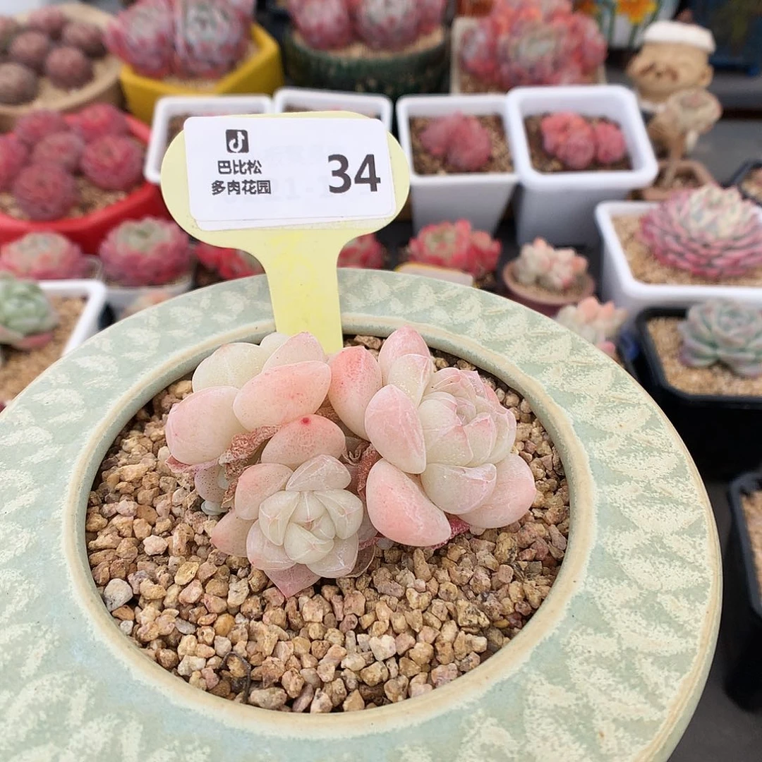 ㋛***儿34 冰玉多肉多肉