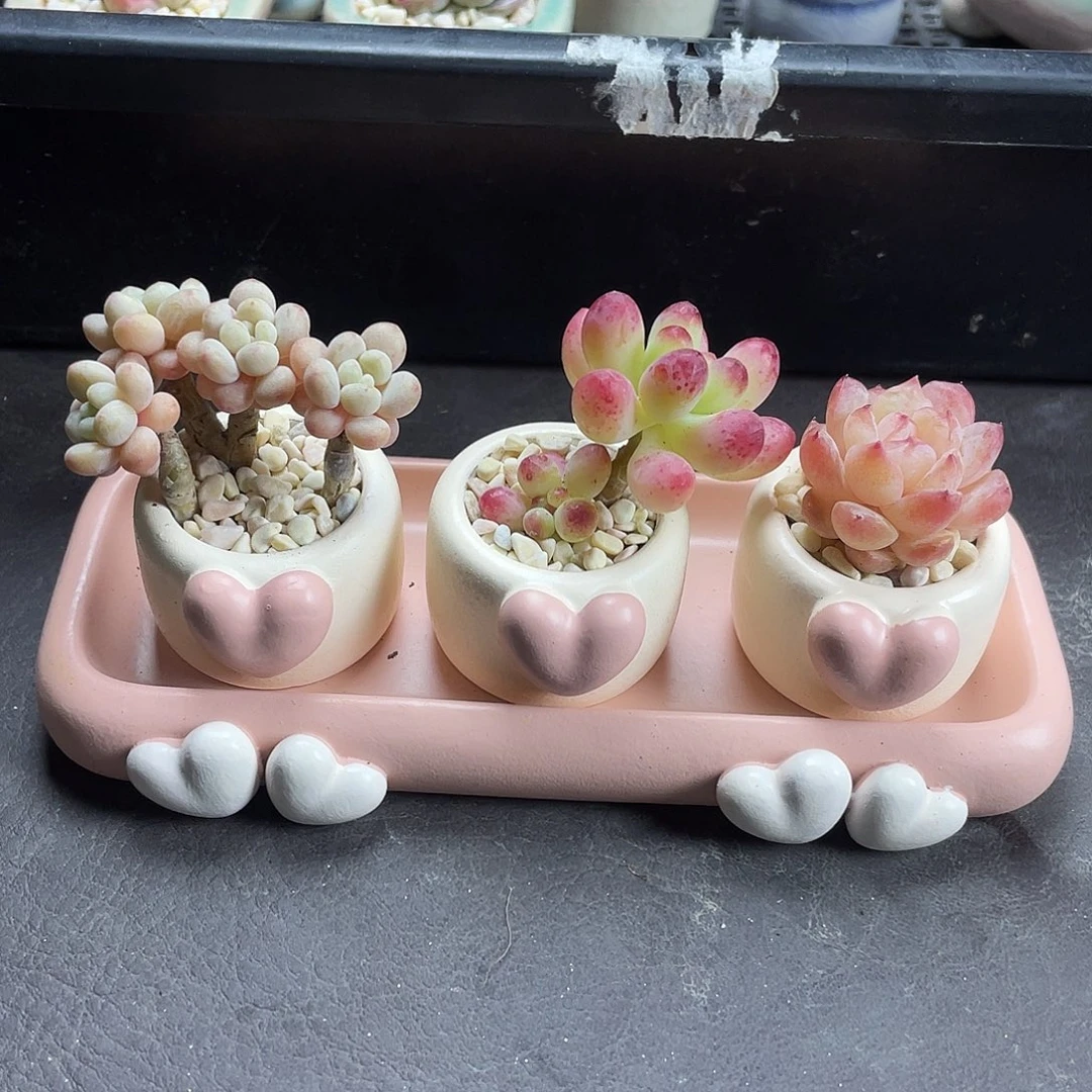 多肉植物一整套爱心