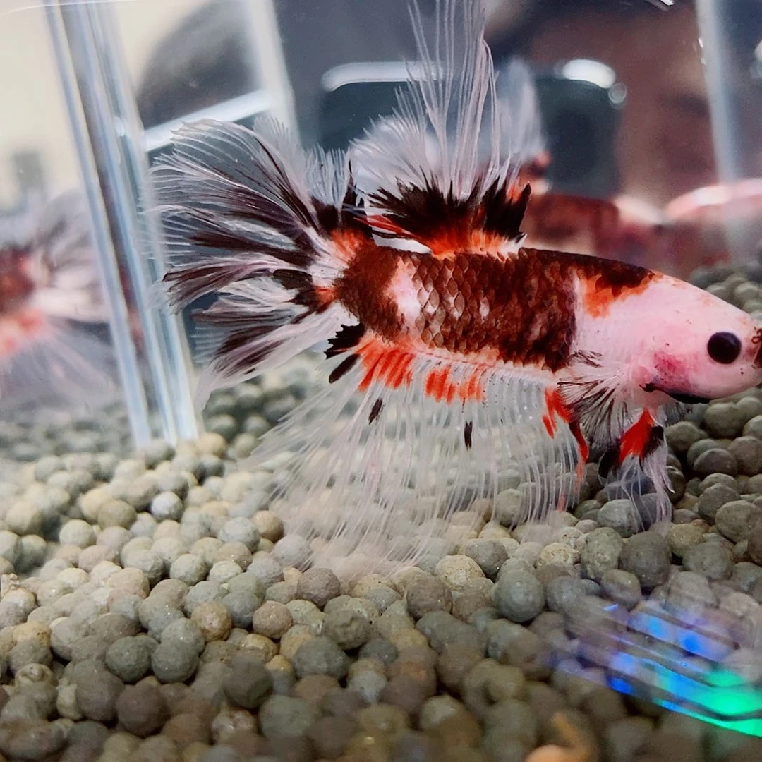 斗鱼黑315号绣球半月