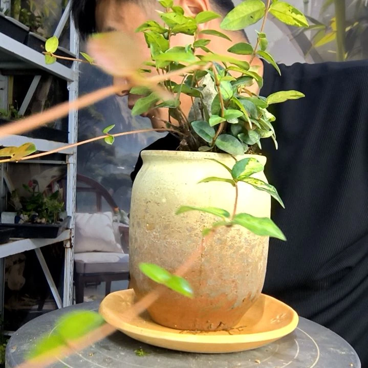 〽*中青园艺一物一拍61