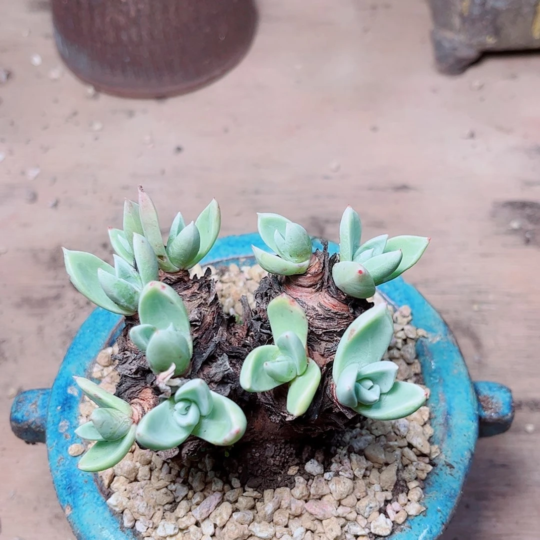 4***r1790坎迪达苹果叶多肉